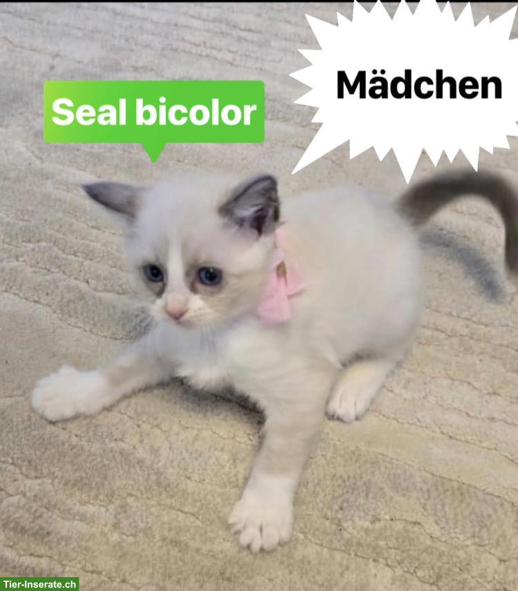 Bild 6: Süsse Ragdoll Kitten suchen ihr Für-Immer-Zuhause 🐾