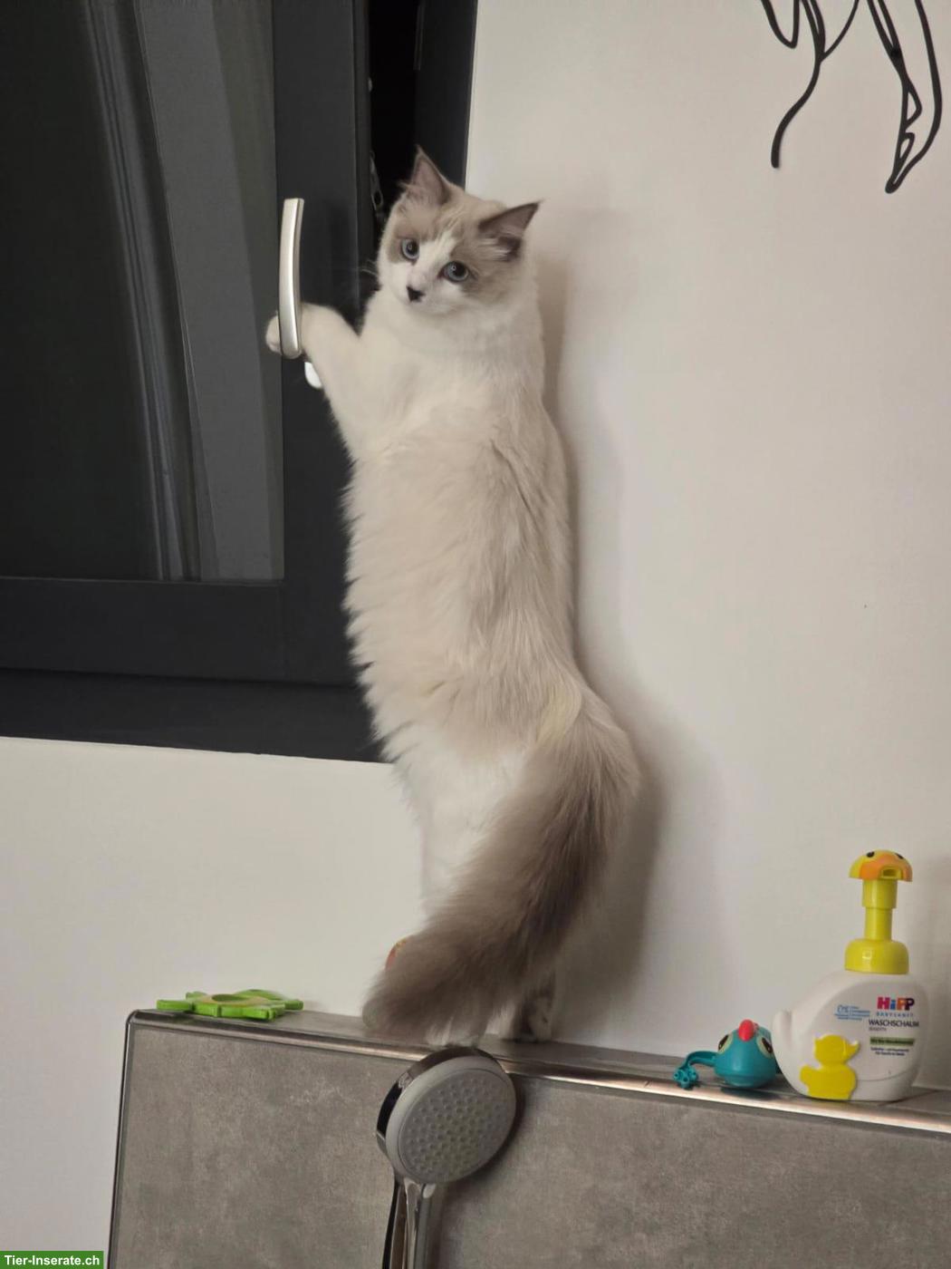 Bild 7: Süsse Ragdoll Kitten suchen ihr Für-Immer-Zuhause 🐾