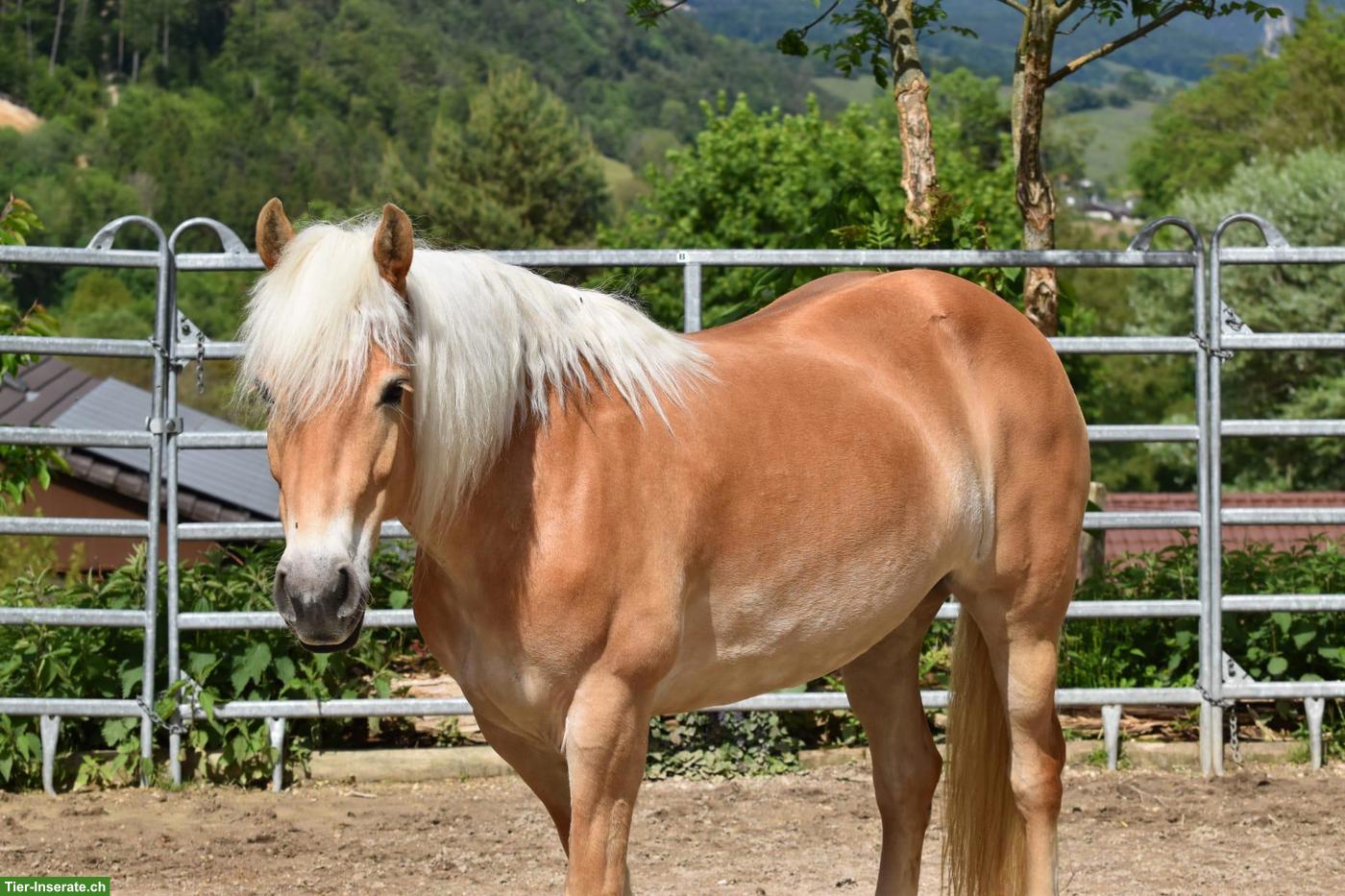Haflinger Stute, 8-jährig