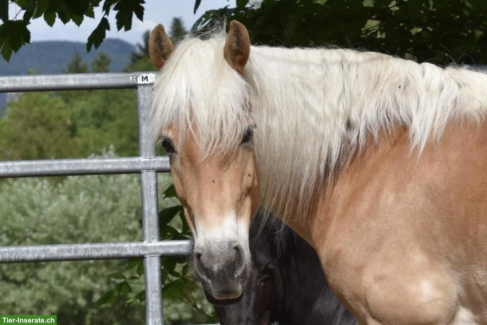 Bild 2: Haflinger Stute, 8-jährig