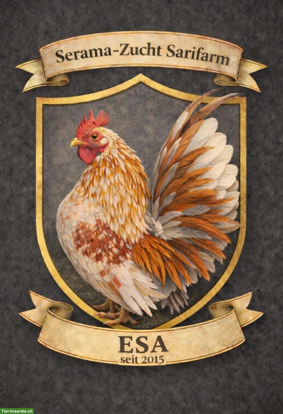 Bruteier Ayam Serama (Zwerghuhn)