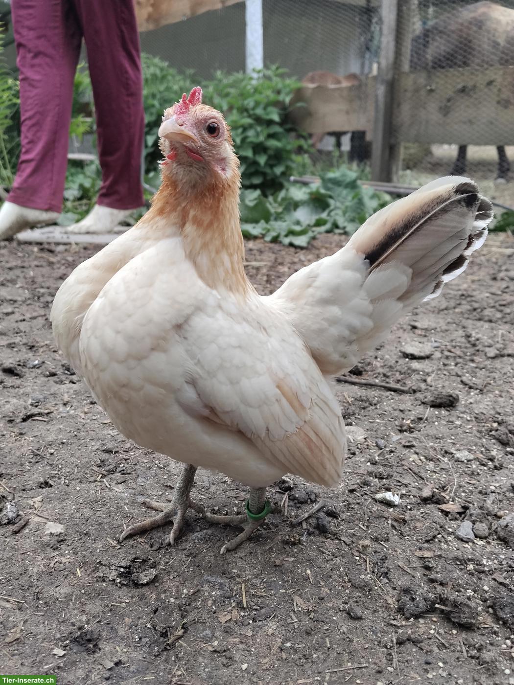 Bild 2: Bruteier Ayam Serama (Zwerghuhn)