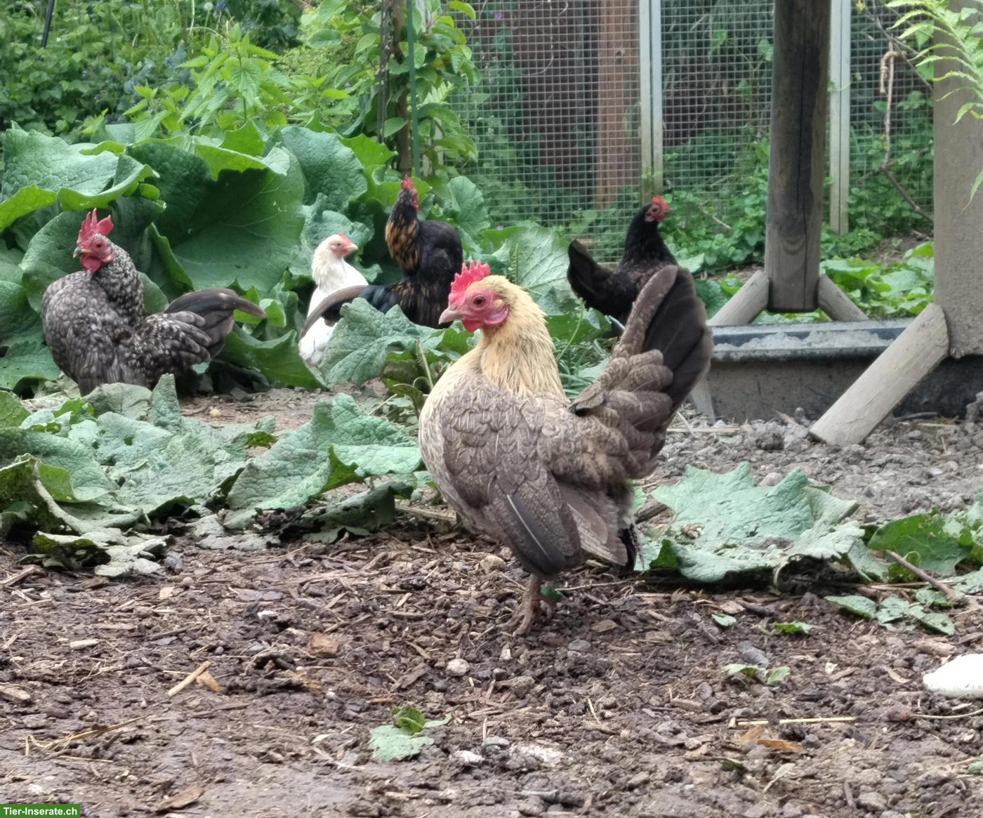 Bild 3: Bruteier Ayam Serama (Zwerghuhn)