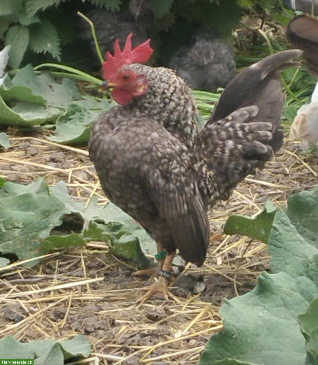Bild 4: Bruteier Ayam Serama (Zwerghuhn)