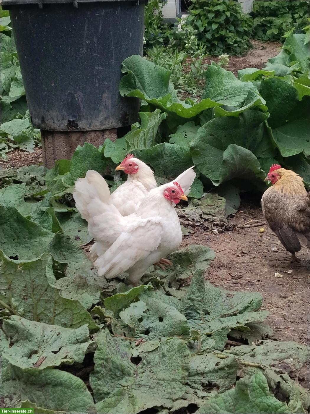 Bild 5: Bruteier Ayam Serama (Zwerghuhn)