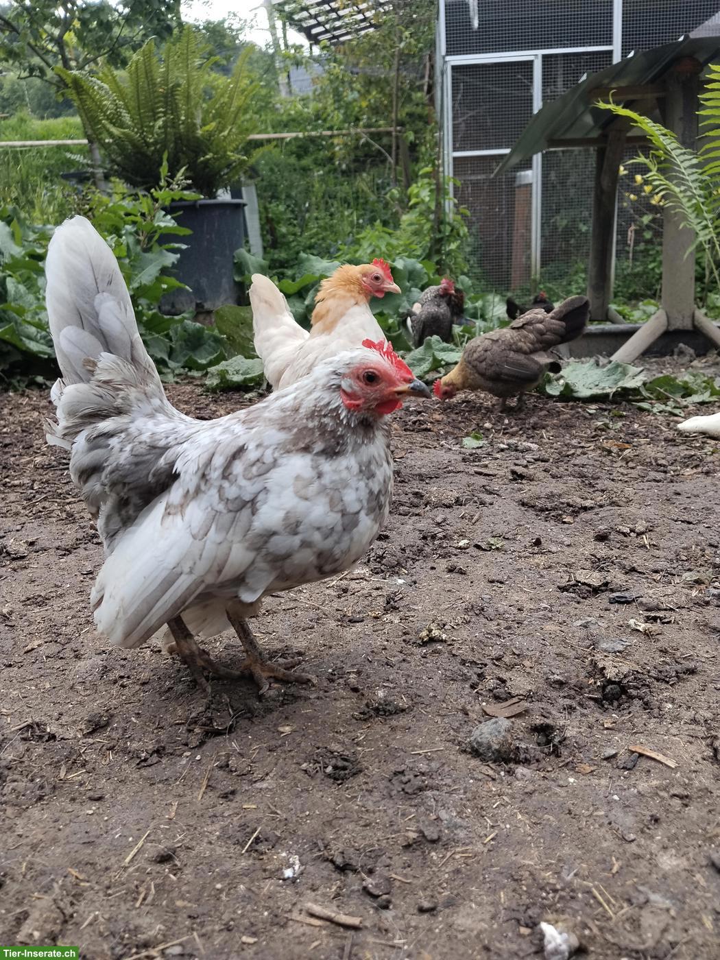 Bild 6: Bruteier Ayam Serama (Zwerghuhn)
