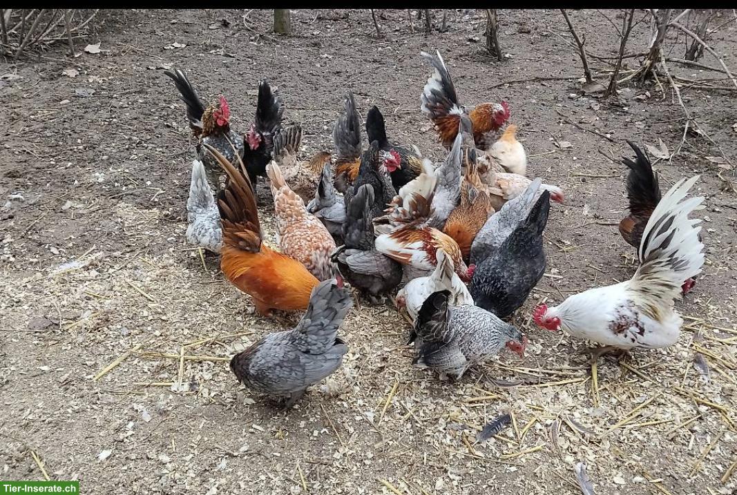 Bild 7: Bruteier Ayam Serama (Zwerghuhn)