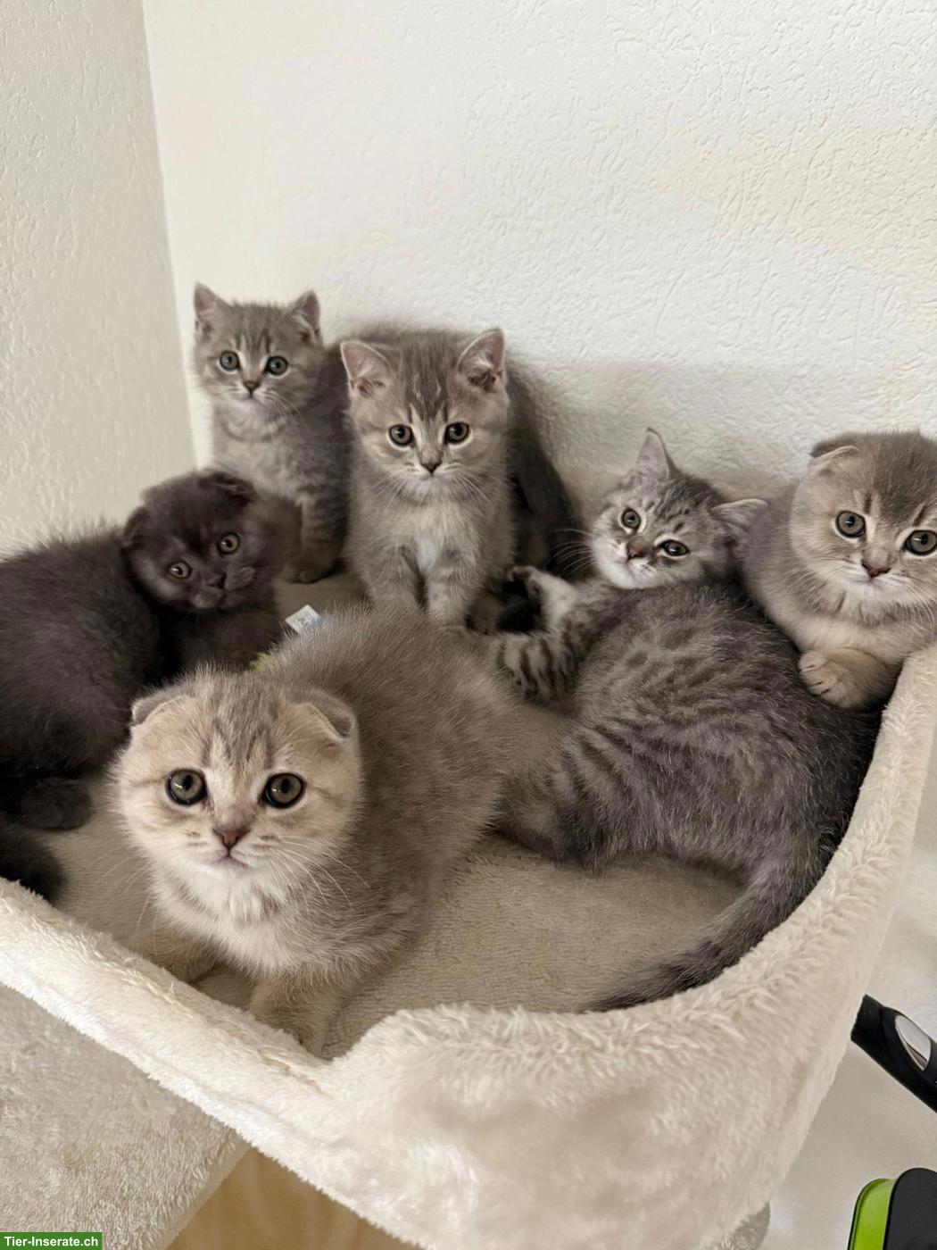 Verschmuste BKH x Scottish Fold Kitten