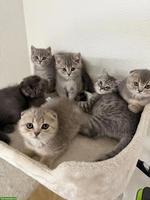 Verschmuste BKH x Scottish Fold Kitten