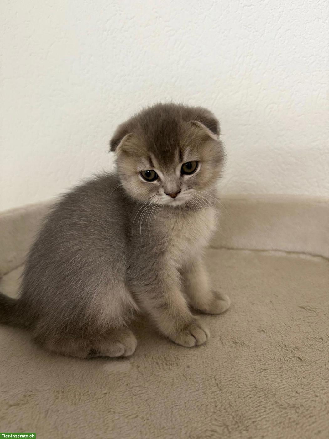 Bild 2: Verschmuste BKH x Scottish Fold Kitten