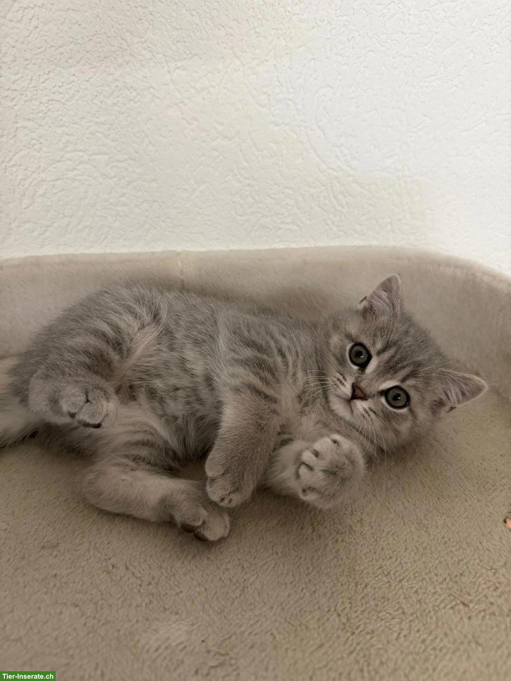 Bild 3: Verschmuste BKH x Scottish Fold Kitten