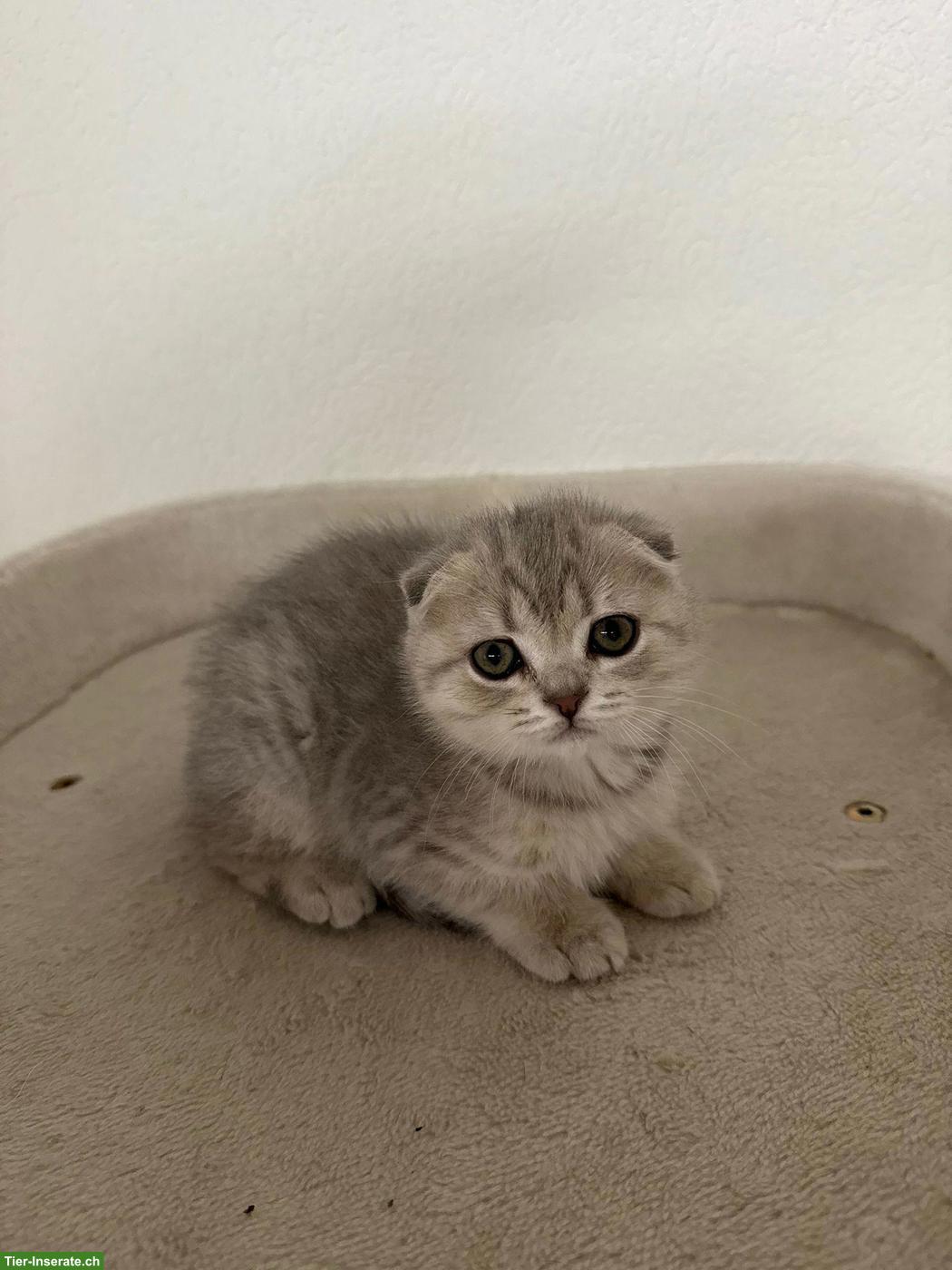 Bild 4: Verschmuste BKH x Scottish Fold Kitten