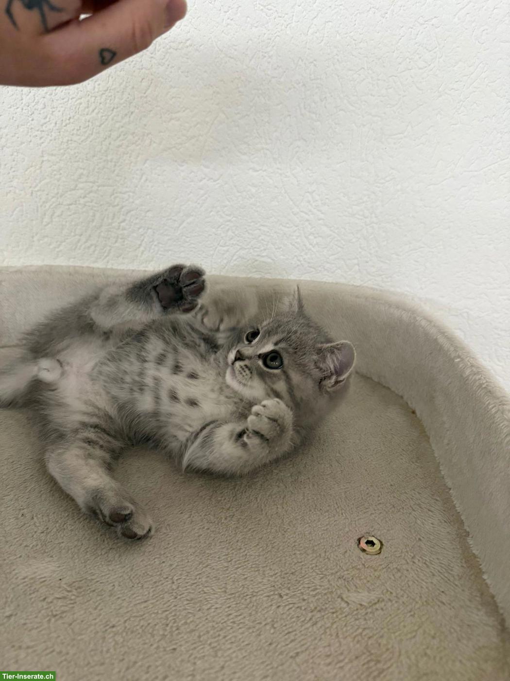 Bild 5: Verschmuste BKH x Scottish Fold Kitten