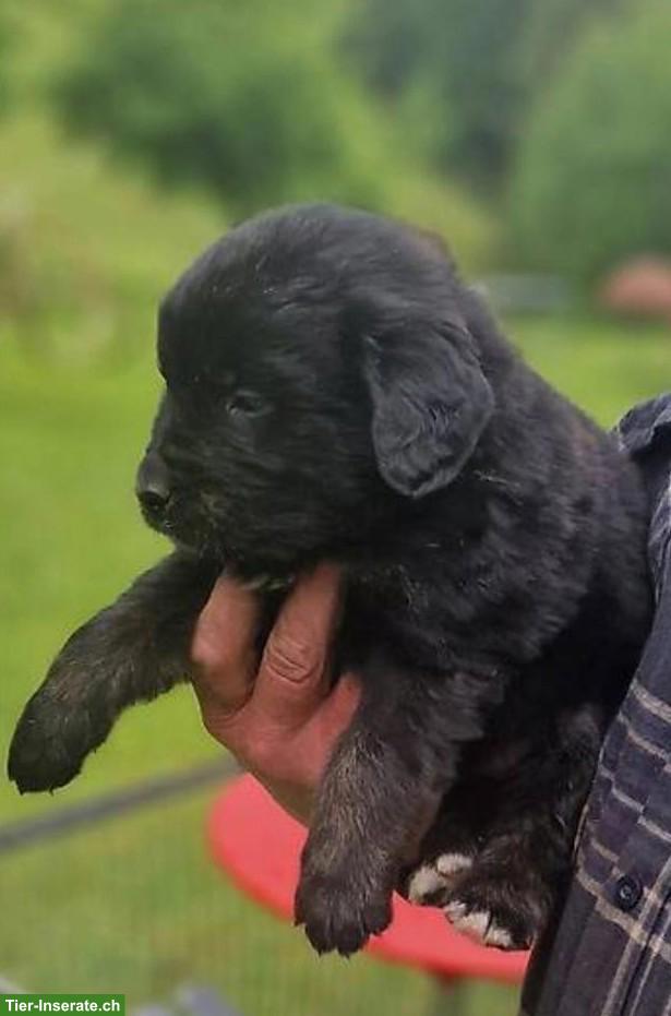Mischlingswelpen, Golden Retriever x Berner Sennenhund