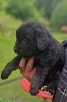 Mischlingswelpen, Golden Retriever x Berner Sennenhund