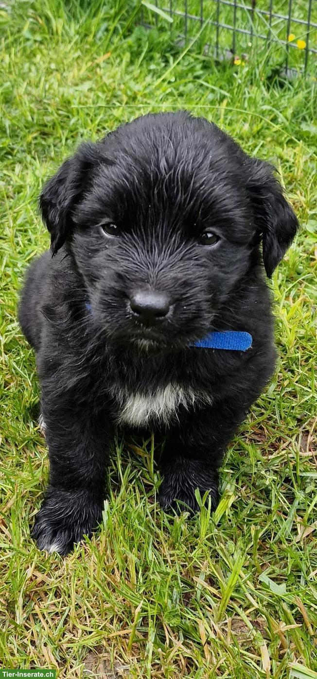 Bild 2: Mischlingswelpen, Golden Retriever x Berner Sennenhund