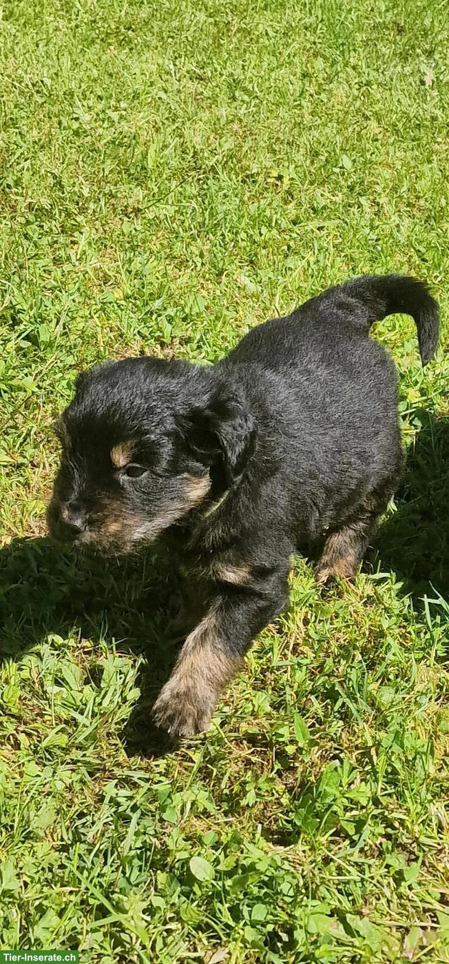 Bild 4: Mischlingswelpen, Golden Retriever x Berner Sennenhund