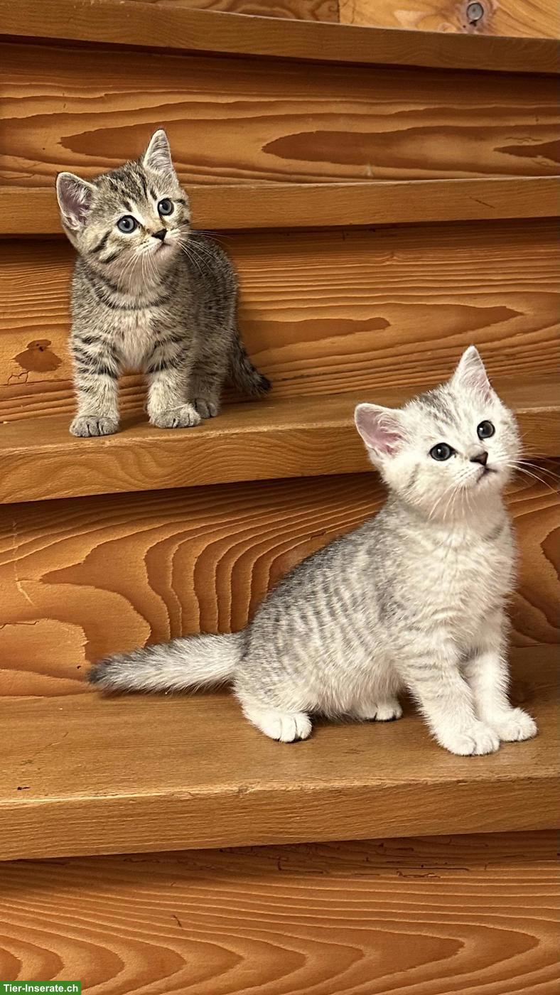 Britisch Kurzhaar Kitten