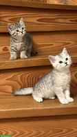 Britisch Kurzhaar Kitten