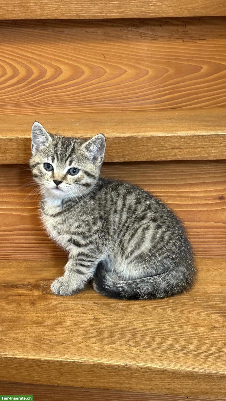 Bild 2: Britisch Kurzhaar Kitten