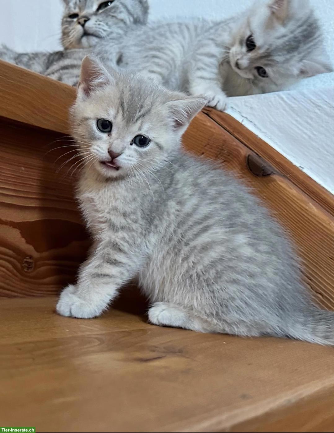 Bild 3: Britisch Kurzhaar Kitten