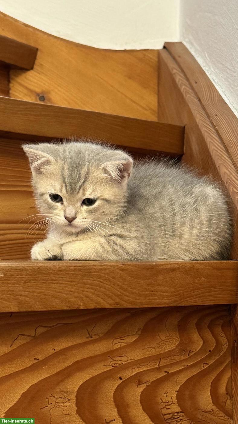 Bild 4: Britisch Kurzhaar Kitten
