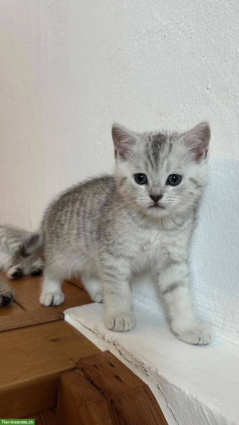 Bild 5: Britisch Kurzhaar Kitten