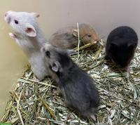 Junge Goldhamster aus Zucht