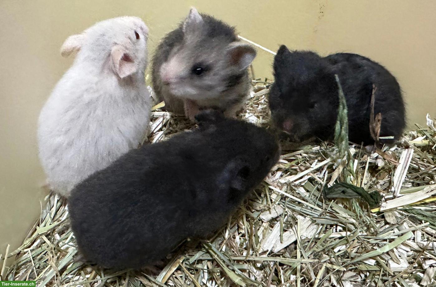 Bild 2: Junge Goldhamster aus Zucht