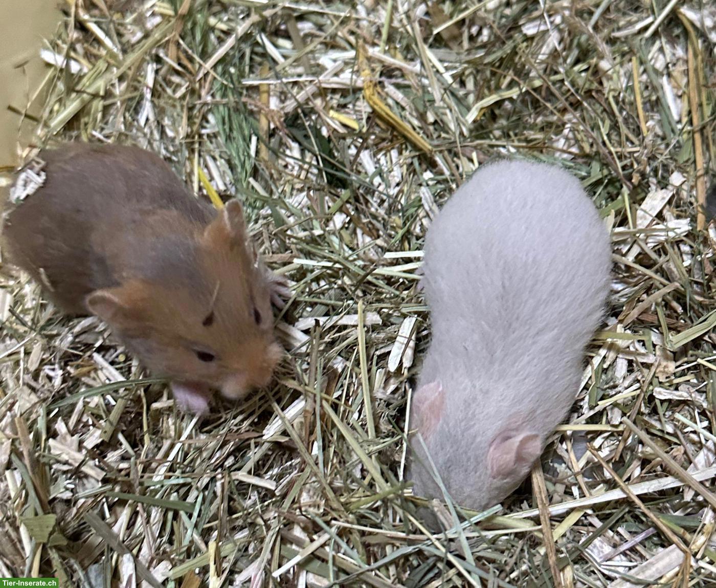 Bild 3: Junge Goldhamster aus Zucht