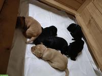 Labrador Welpen aus Familienaufzucht