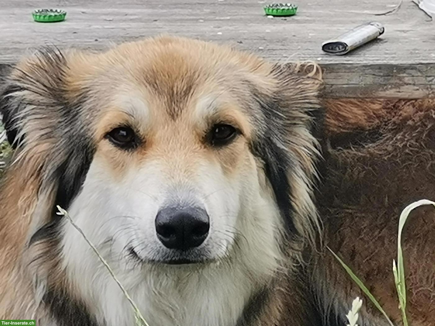 Suche Hundebetreuung für sportliche Hündin
