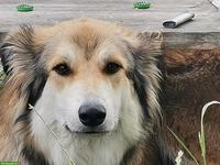 Suche Hundebetreuung für sportliche Hündin