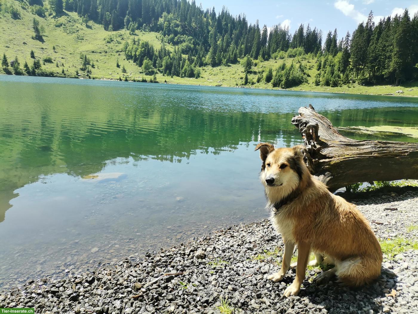 Bild 2: Suche Hundebetreuung für sportliche Hündin