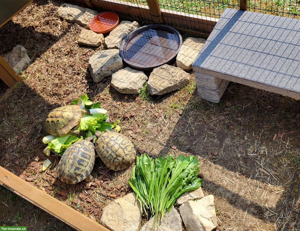 3 Griechische Landschildkröten (m) suchen dringend neues Zuhause