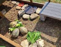 3 Griechische Landschildkröten (m) suchen dringend neues Zuhause