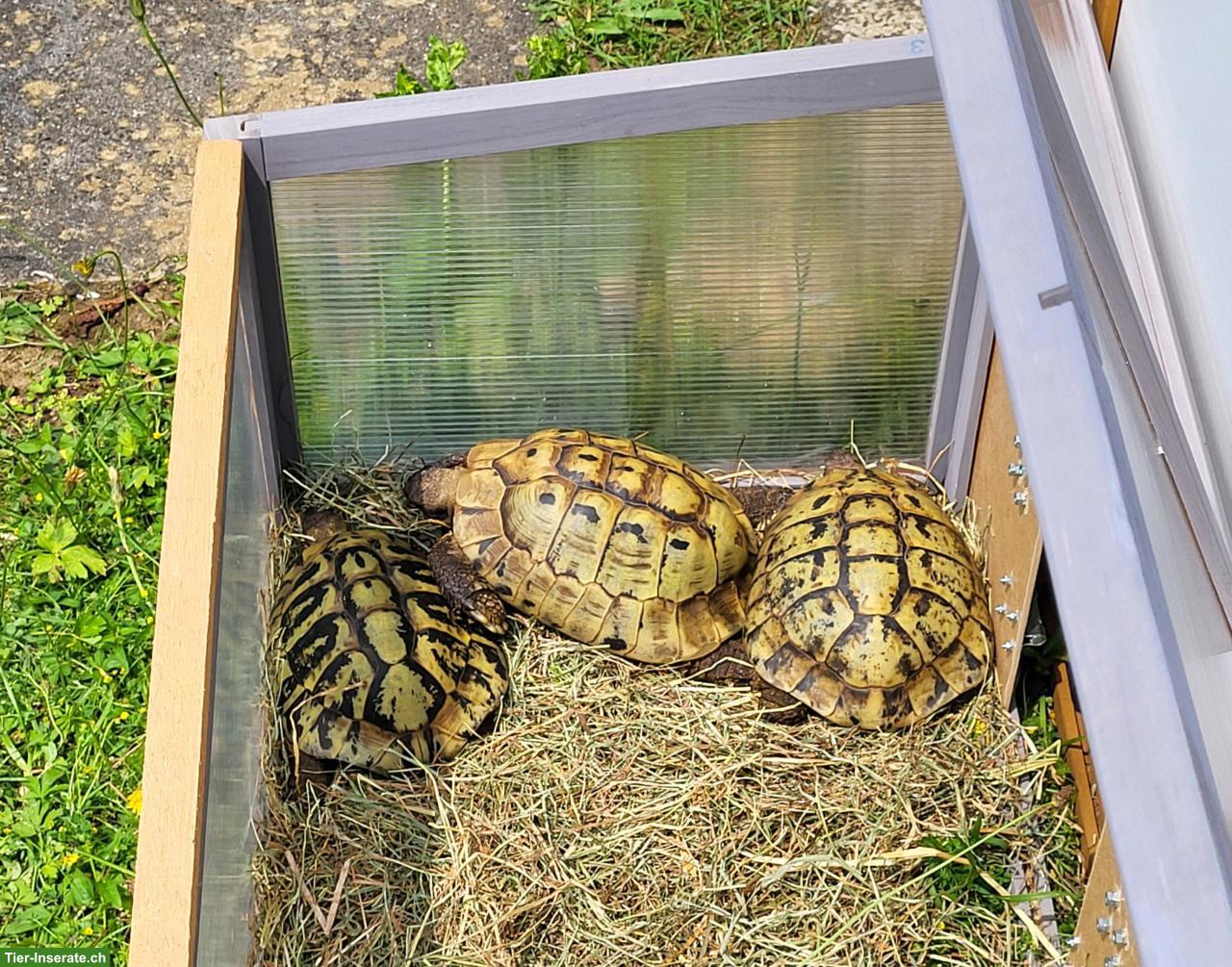 Bild 2: 3 Griechische Landschildkröten (m) suchen dringend neues Zuhause
