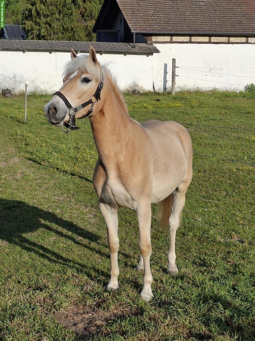 Haflinger Stute, 1-jährig