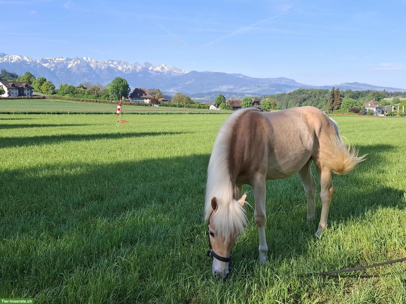Bild 2: Haflinger Stute, 1-jährig