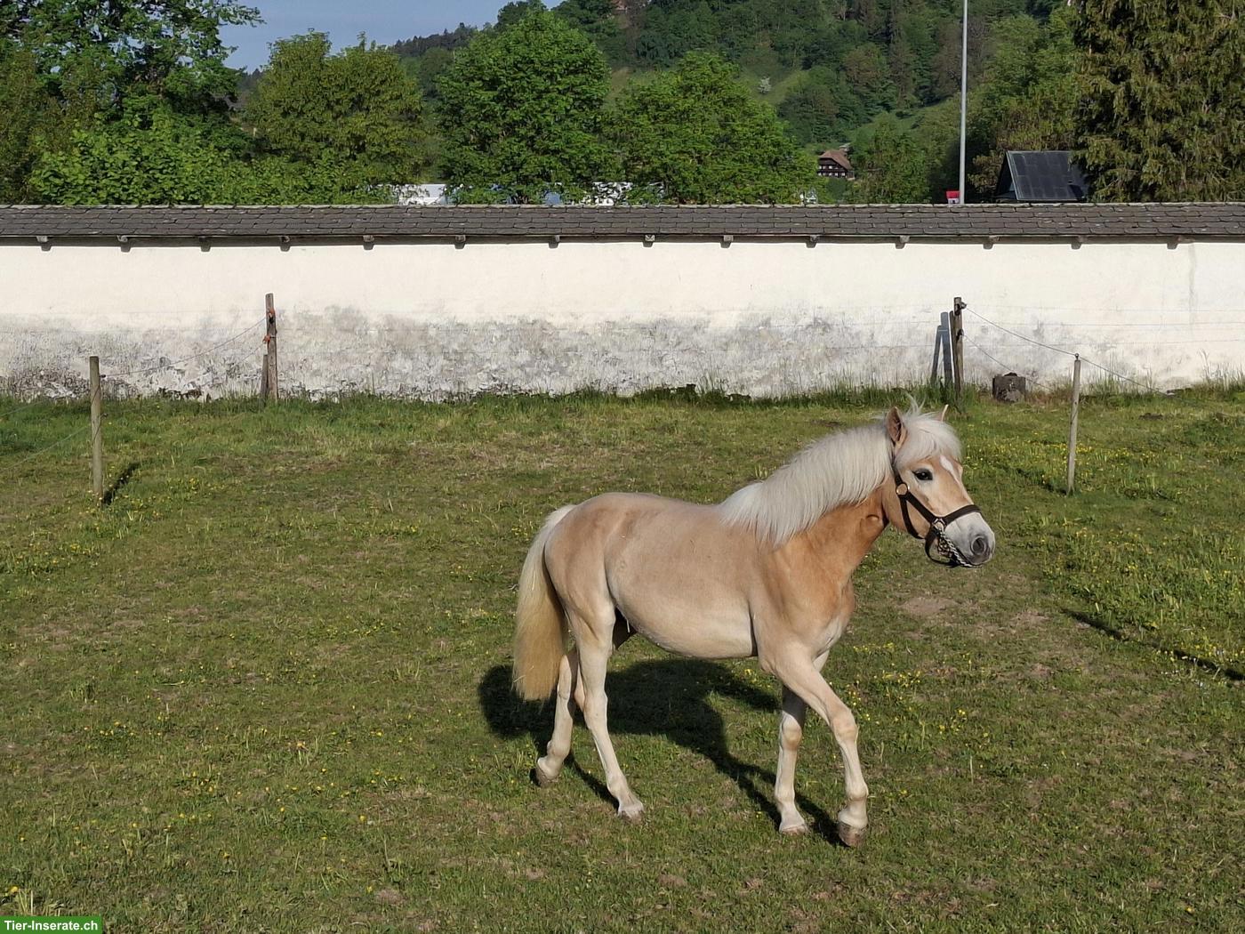 Bild 3: Haflinger Stute, 1-jährig