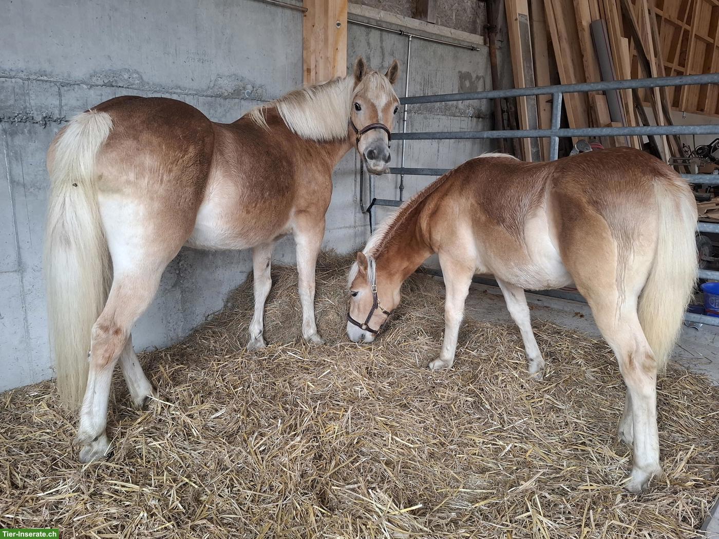 Bild 4: Haflinger Stute, 1-jährig