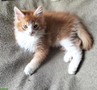Reinrassige Maine Coons Kitten