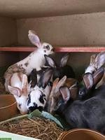 Junge Mix-Kaninchen, schwarz bis dreifarbig