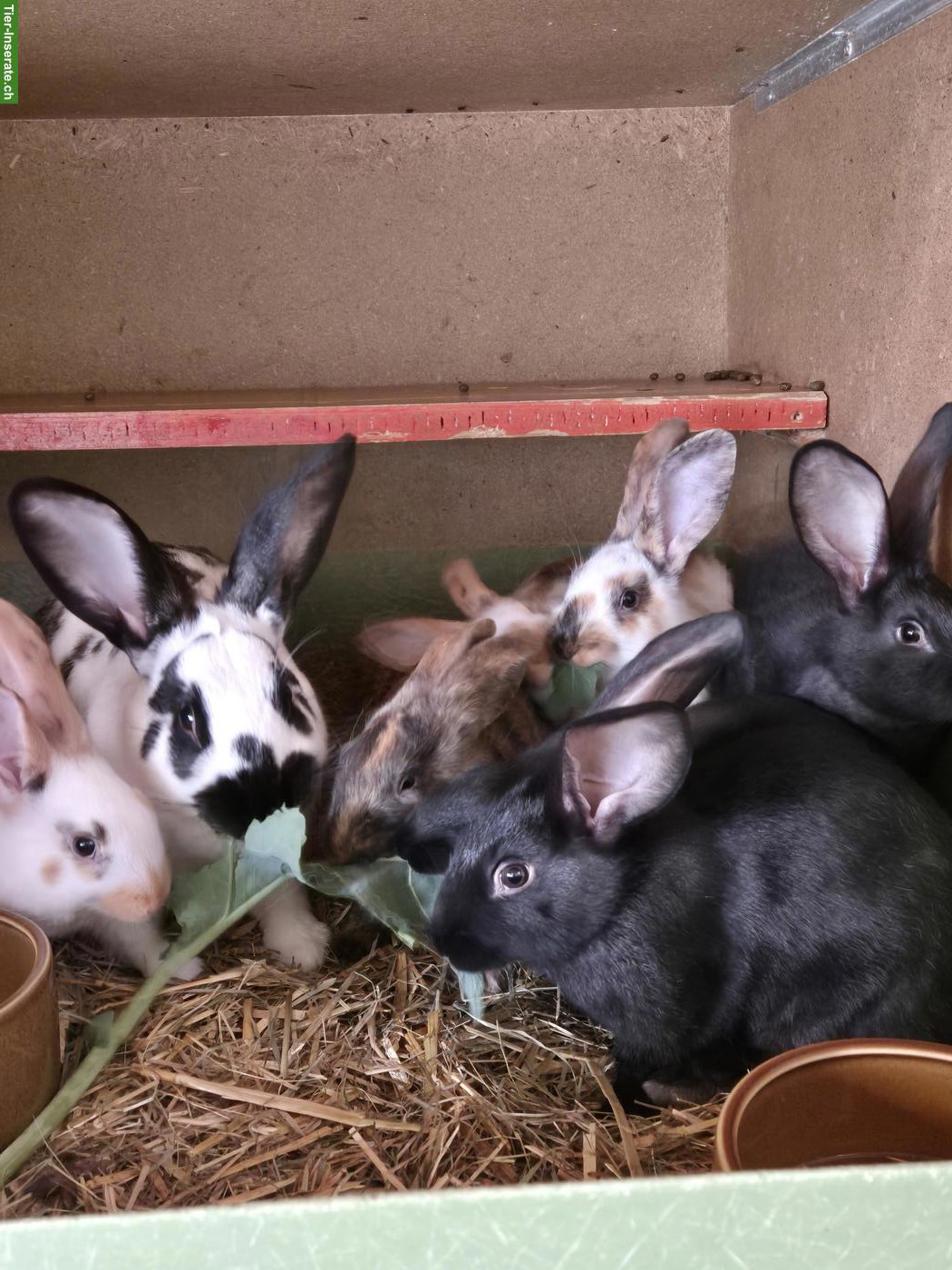 Bild 2: Junge Mix-Kaninchen, schwarz bis dreifarbig