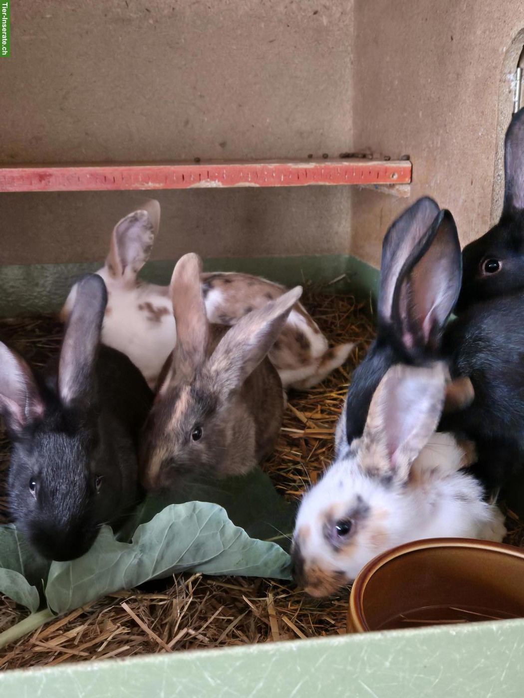 Bild 3: Junge Mix-Kaninchen, schwarz bis dreifarbig
