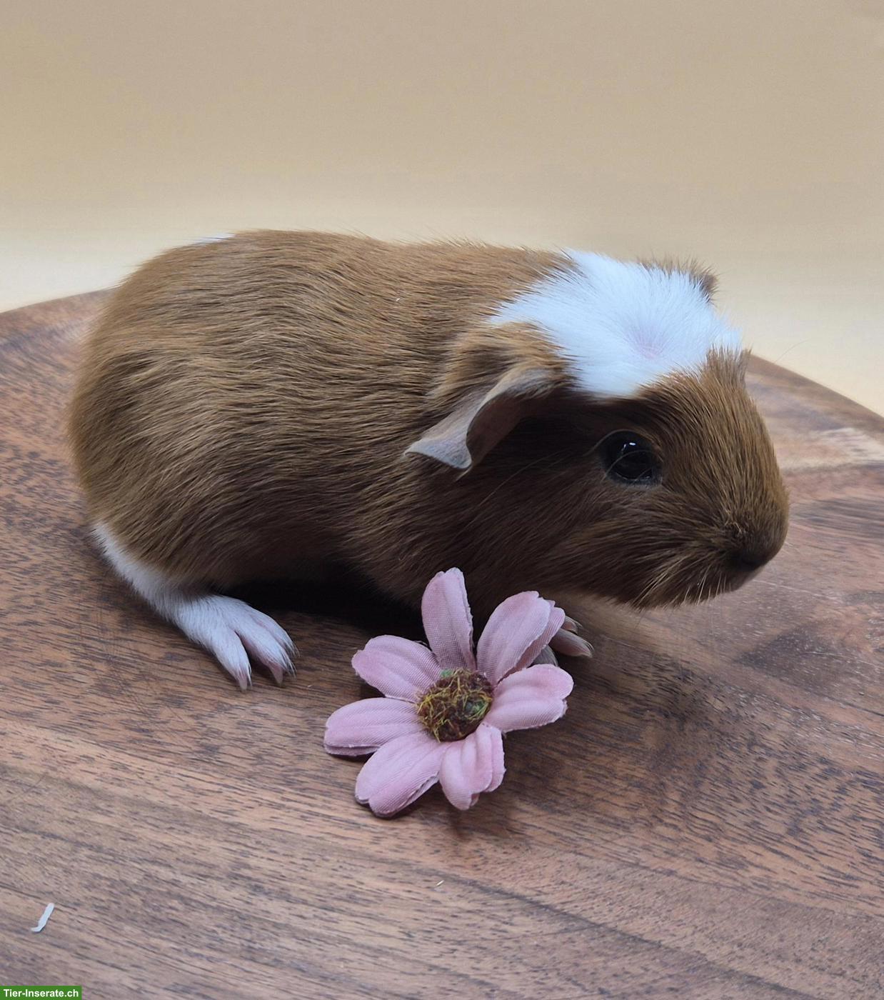 Super süsse Meerschweinchen Frühkastraten