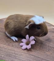 Super süsse Meerschweinchen Frühkastraten