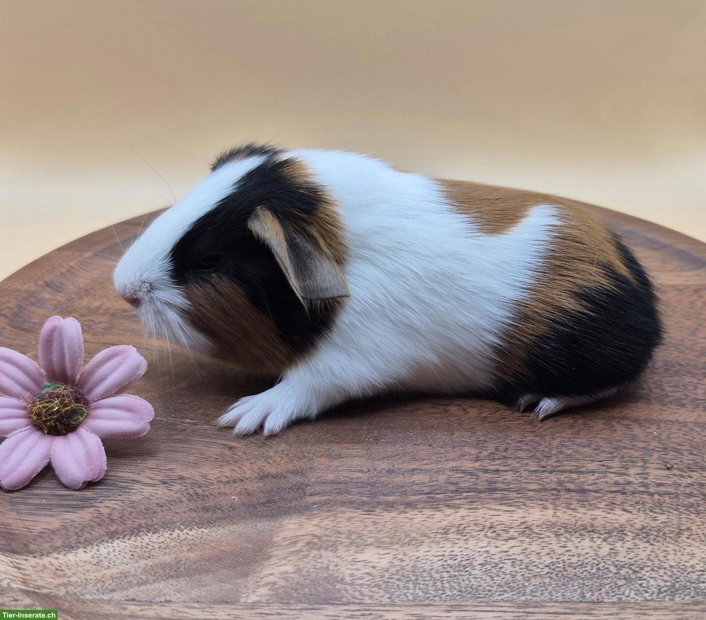 Bild 10: Super süsse Meerschweinchen Frühkastraten