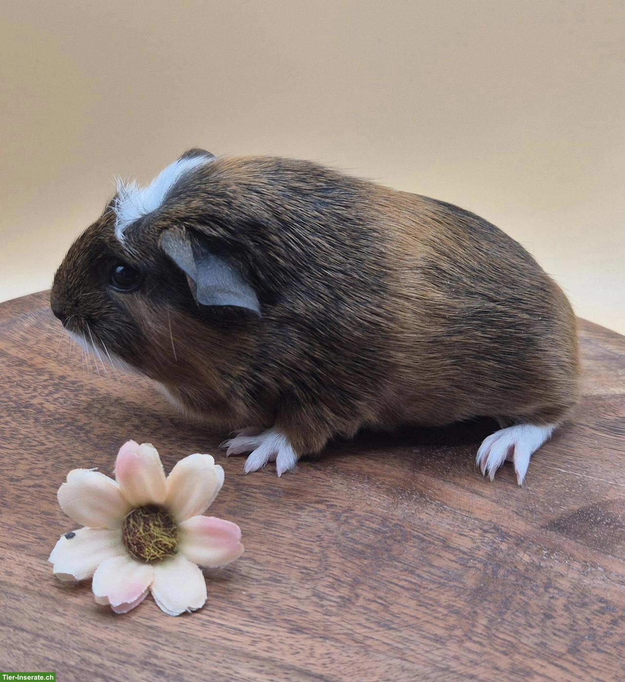 Bild 3: Super süsse Meerschweinchen Frühkastraten