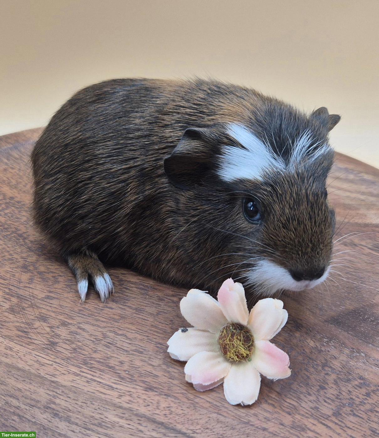 Bild 4: Super süsse Meerschweinchen Frühkastraten
